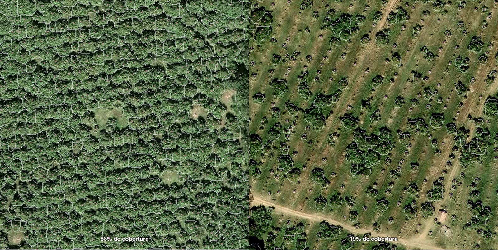 Two lots at the same scale: Amarilla Coyotera with a closed canopy at 88 % cover, and Sección 2 Cuesta del Pollo at 19 % with empty rows and gaps in the grid